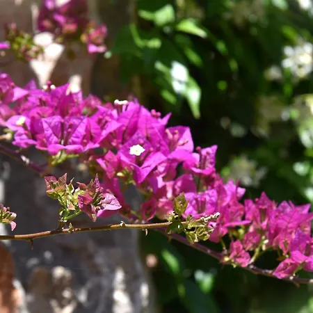 Le Loft By Festif Azur 4-star 200m2 House With Garden, 5-min Walk To Palais Des Festivals And Beaches Villa